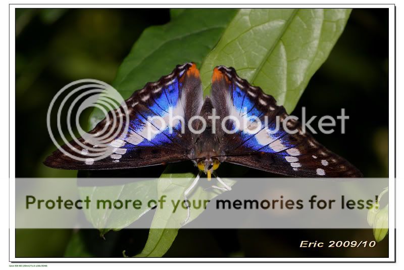 12&nbsp;&nbsp;环带迷蛱蝶