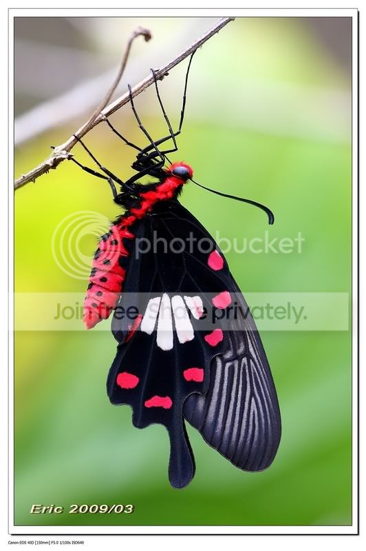 刚羽化的红珠凤蝶