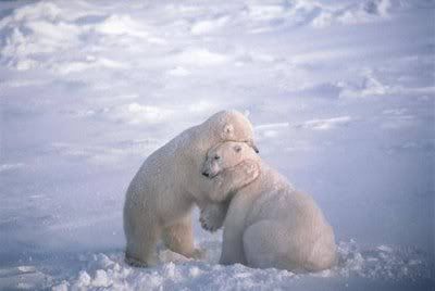 polarbearhug.jpg