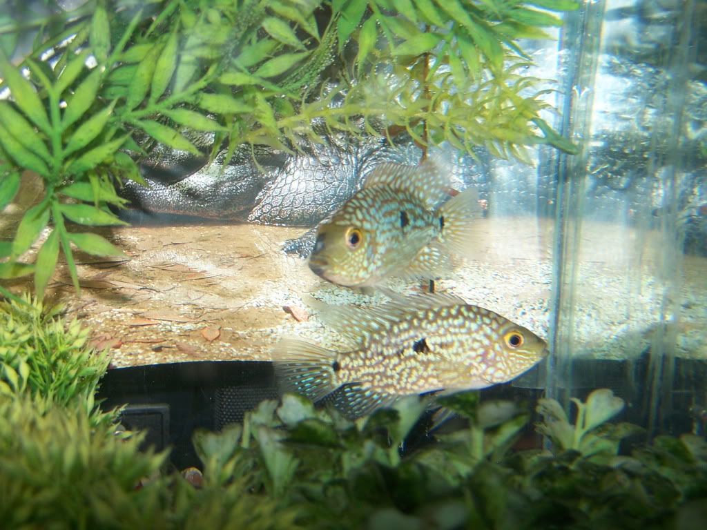 Petsmart Aquarium Sale Used Car In Canada For Sale