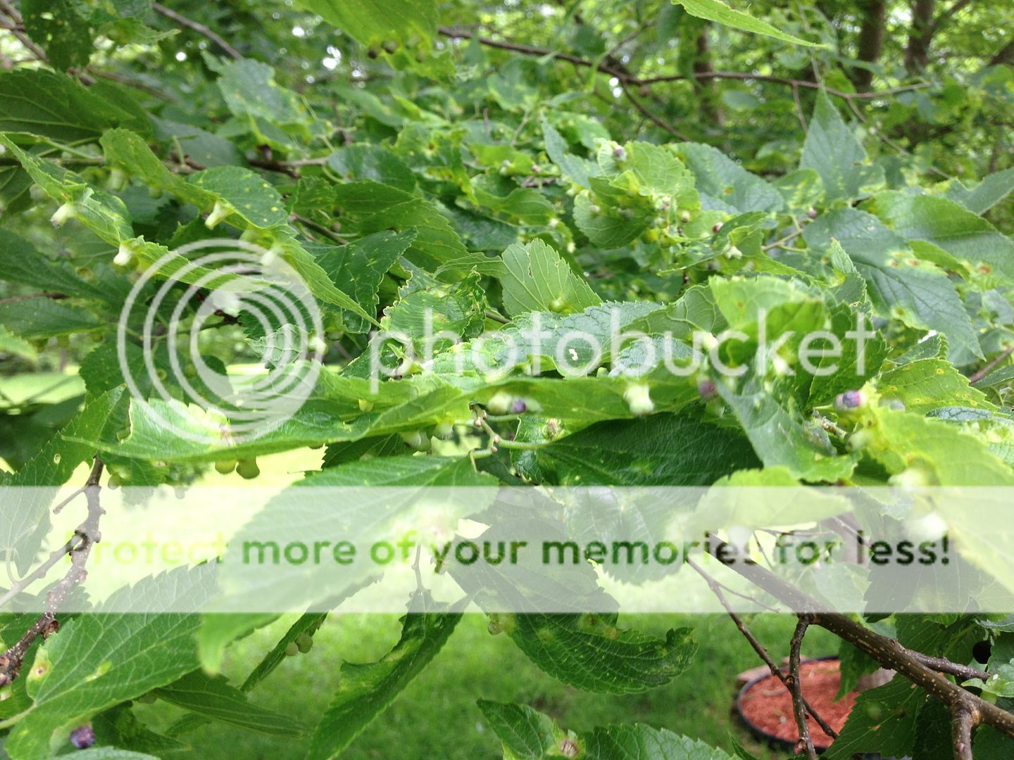 Tree Disease/Parasite Identification What do I do